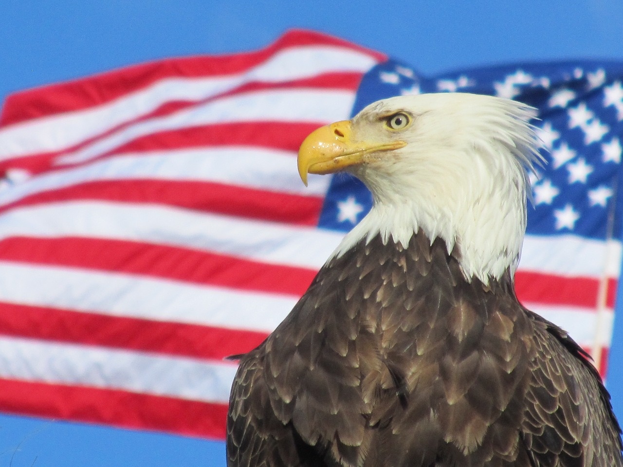 Freedom! American Flag and Bald Eagle